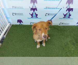 Australian Shepherd Dogs for adoption in Orlando, FL, USA