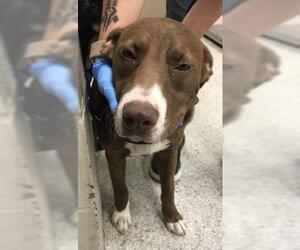 American Pit Bull Terrier-Unknown Mix Dogs for adoption in Conroe, TX, USA