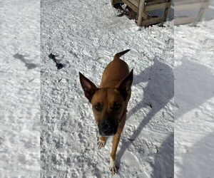 Mutt Dogs for adoption in Elmsford, NY, USA