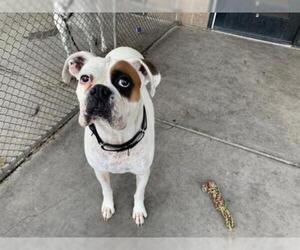 Boxer Dogs for adoption in Denver, CO, USA