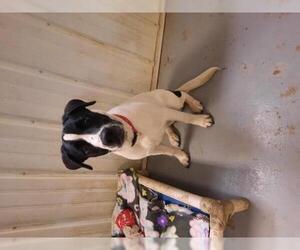Black and Tan Coonhound-Labrador Retriever-Pointer Mix Dogs for adoption in Iroquois, IL, USA