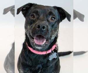Puggle Dogs for adoption in Kennesaw, GA, USA