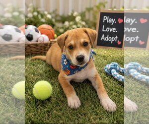 Black Mouth Cur-Unknown Mix Dogs for adoption in Ball Ground, GA, USA