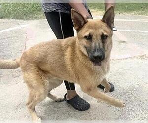 German Shepherd Dog-Unknown Mix Dogs for adoption in Houston, TX, USA