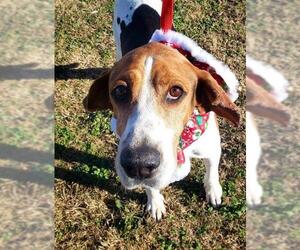 Treeing Walker Coonhound Dogs for adoption in Minneapolis, MN, USA
