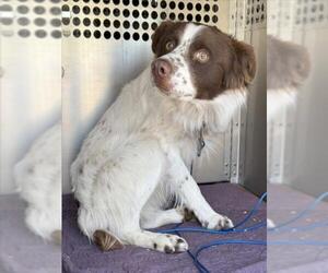 Border-Aussie Dogs for adoption in Woodland, CA, USA