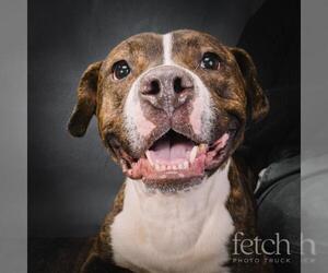 Bullypit Dogs for adoption in Lakewood, CO, USA