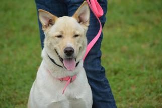 Mutt Dogs for adoption in Cleveland, TX, USA