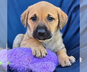 Labrador Retriever-Unknown Mix Dogs for adoption in San Diego, CA, USA