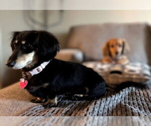 Dachshund Dogs for adoption in Sioux Falls, SD, USA