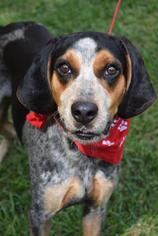 Bluetick Coonhound-Unknown Mix Dogs for adoption in Brevard, NC, USA
