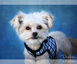 Maltese Dogs for adoption in Canyon Country, CA, USA