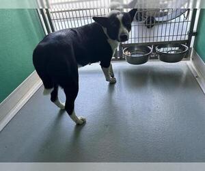 Border Collie-Unknown Mix Dogs for adoption in Visalia, CA, USA