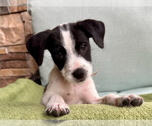 Medium Photo #2 Jack Russell Terrier-Unknown Mix Puppy For Sale in Lakewood, CO, USA