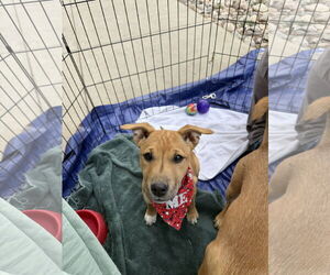 Mutt Dogs for adoption in Fort Collins, CO, USA