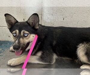 German Shepherd Dog-Siberian Husky Mix Dogs for adoption in San Bernardino, CA, USA