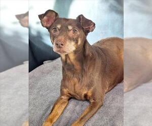 Miniature Pinscher Dogs for adoption in Woodland, CA, USA