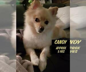 Pomeranian Dogs for adoption in Columbia, TN, USA