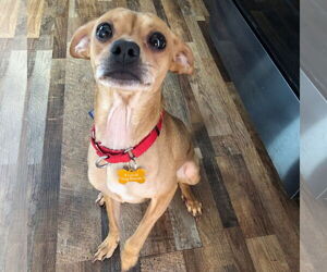 Mutt Dogs for adoption in Fargo, ND, USA