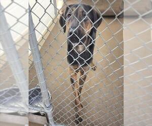 German Shepherd Dog-Unknown Mix Dogs for adoption in Anchorage, AK, USA