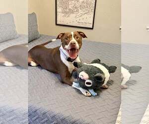 American Pit Bull Terrier Dogs for adoption in MIDWAY, UT, USA
