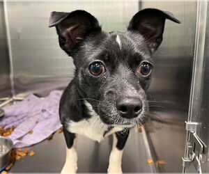 Chihuahua-Unknown Mix Dogs for adoption in Tavares, FL, USA