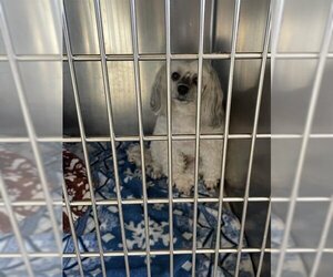Havanese Dogs for adoption in Waco, TX, USA