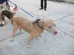 American Staffordshire Terrier Dogs for adoption in Naples, FL, USA