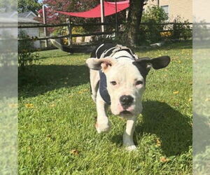 Bullboxer Pit Dogs for adoption in Wenonah, NJ, USA