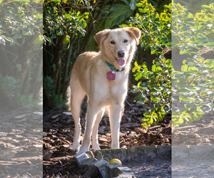 Golden Retriever-Unknown Mix Dogs for adoption in Bonita Springs, FL, USA