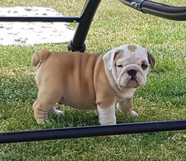 Medium Photo #1 French Bulldog Puppy For Sale in Orlando, FL, USA