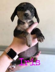 Medium Photo #1 Australian Shepherd-Beagle Mix Puppy For Sale in Peachtree City, GA, USA