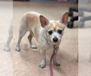 Chihuahua Dogs for adoption in Batavia, NY, USA