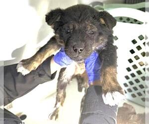 Mutt Dogs for adoption in Houston, TX, USA