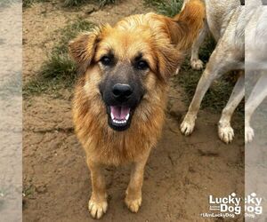 Golden Retriever-Unknown Mix Dogs for adoption in Washington, DC, USA