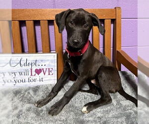 Labrador Retriever-Unknown Mix Dogs for adoption in Genesee, WI, USA