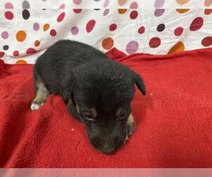 German Shepherd Dog-Unknown Mix Dogs for adoption in Modesto, CA, USA