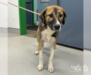 Labrador Retriever-Unknown Mix Dogs for adoption in Washington, DC, USA