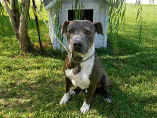 Small Staffordshire Bull Terrier