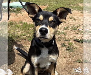 Labrador Retriever-Unknown Mix Dogs for adoption in Washington, DC, USA
