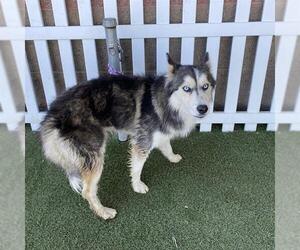 Siberian Husky-Unknown Mix Dogs for adoption in Modesto, CA, USA