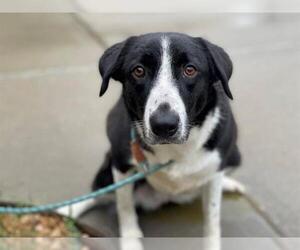 Border Collie Dogs for adoption in Tulsa, OK, USA