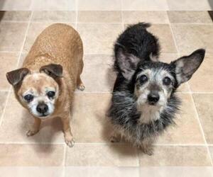 Chi-Corgi Dogs for adoption in Rockaway, NJ, USA