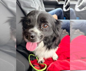 Medium Photo #2 Pekingese-Unknown Mix Puppy For Sale in New London, WI, USA