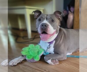 American Pit Bull Terrier Dogs for adoption in Maple Grove, MN, USA