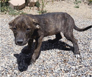 American Pit Bull Terrier-Basset Hound Mix Dogs for adoption in Salt Lake City, UT, USA