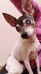 Rat Terrier Dogs for adoption in aurora, IL, USA