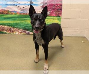 German Shepherd Dog-Unknown Mix Dogs for adoption in Moreno Valley, CA, USA
