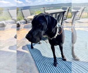 Mutt Dogs for adoption in Gulfport, MI, USA