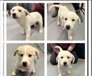 Golden Labrador Dogs for adoption in Anchorage, AK, USA
